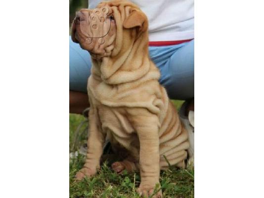 PoulaTo: Shar pei-Σαρ Πέι