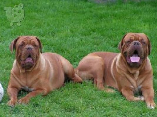 PoulaTo: Dogue de Bordeaux - Ντογκ ντε Μπορντω