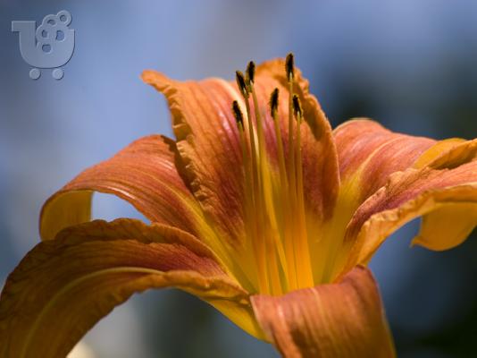 PoulaTo: canon 20D, 17-85mm lens