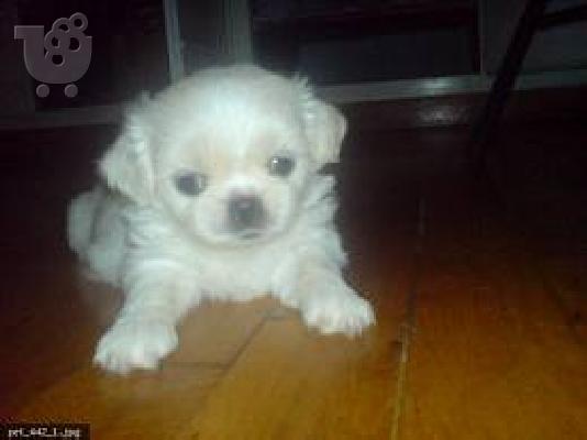 PoulaTo: PEKINOUA