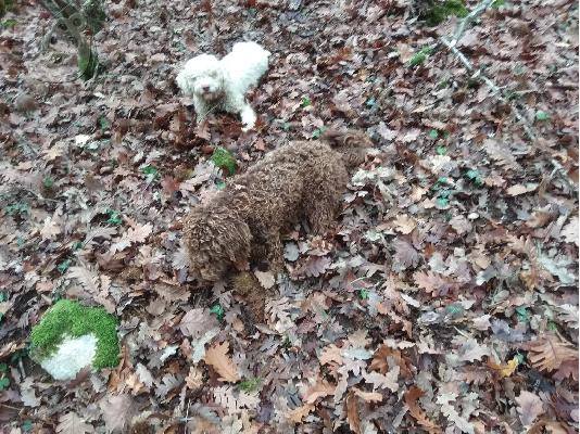 τρουφόσκυλο lagotto
