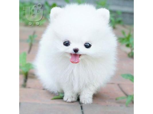 pomeranian