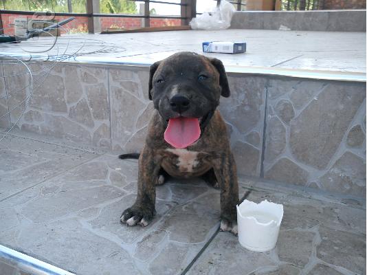 PoulaTo: pitbull