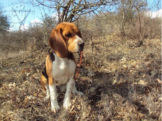 Beagle