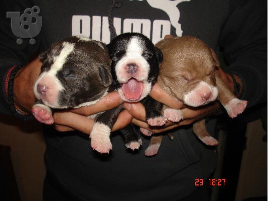 PoulaTo: pitbull red nose