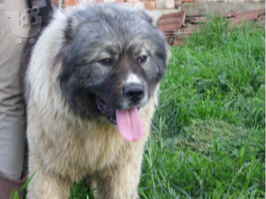 PoulaTo: Caucasian Shepherd 