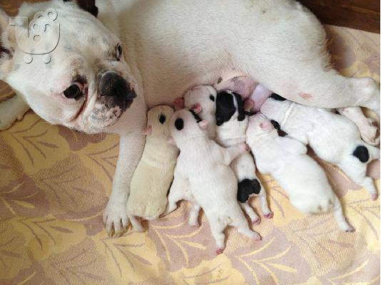 french bulldog puppies