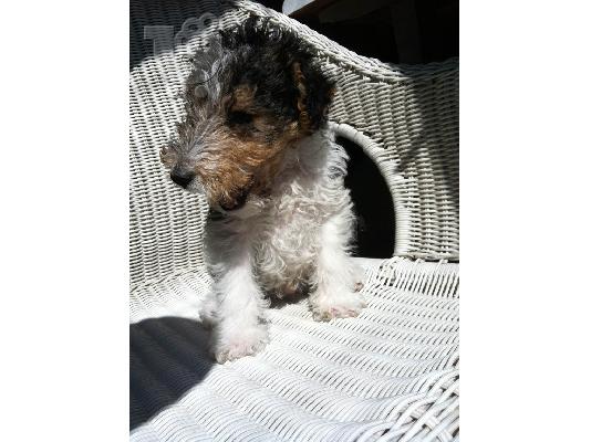 Fox terrier καθαρόαιμo κουτάβι