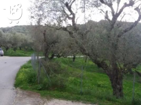 Πωλείται οικόπεδο στην Ζάκυνθο μέσο γερακαρι αλυκές 4 στρέμματα...