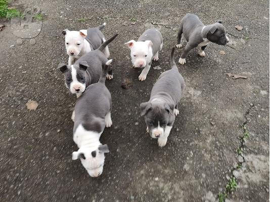 Μπλε κουτάβια American Staffordshire Terrier