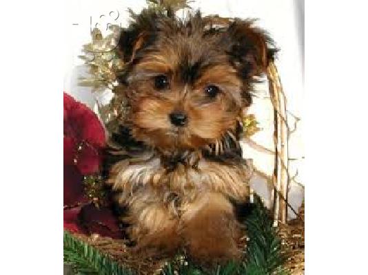 PoulaTo: Πανέμορφο Tiny Yorkie κουτάβια προς πώληση