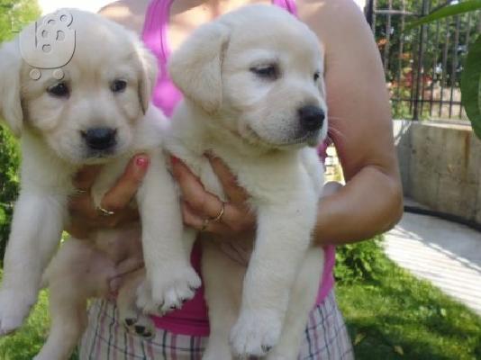 PoulaTo: LABRADOR