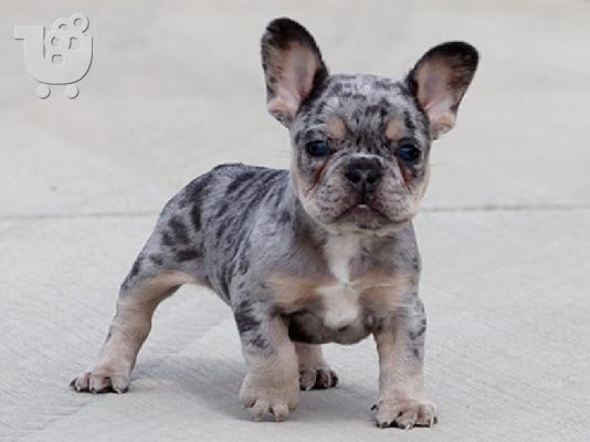 PoulaTo: French bulldog Hyena