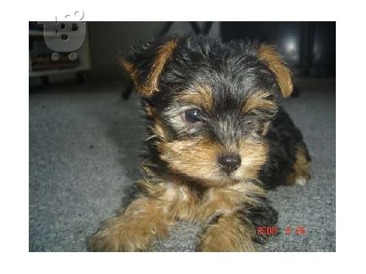 PoulaTo: κουτάβια Yorkshire terrier Κόκερ Σπάνιελ