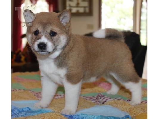 PoulaTo: Σούπερ Shiba Inu κουτάβια διαθέσιμα τώρα