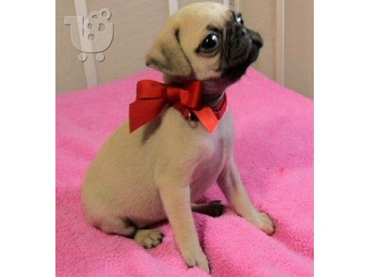 PoulaTo: Καλά σαλιγκάρια Pug κουτάβια διαθέσιμα