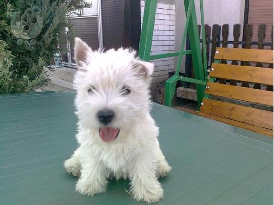 PoulaTo: WEST HIGHLAND TERRIER