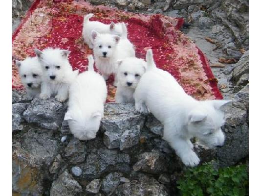 WEST HIGHLAND TERRIER
