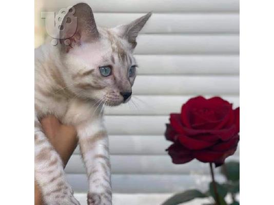 3 όμορφα αρσενικά και θηλυκά γατάκια της Βεγγάλης προς πώληση....