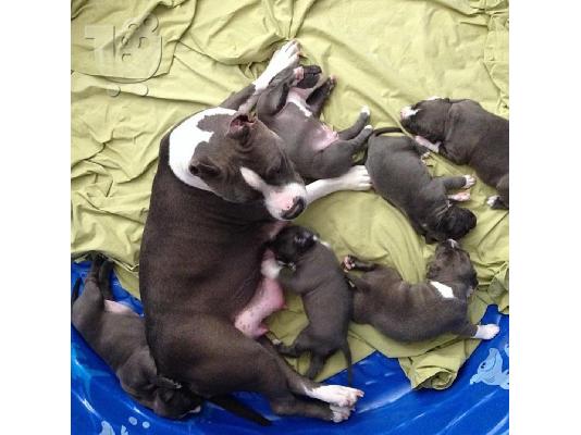 PoulaTo: Πανέμορφο pit bull