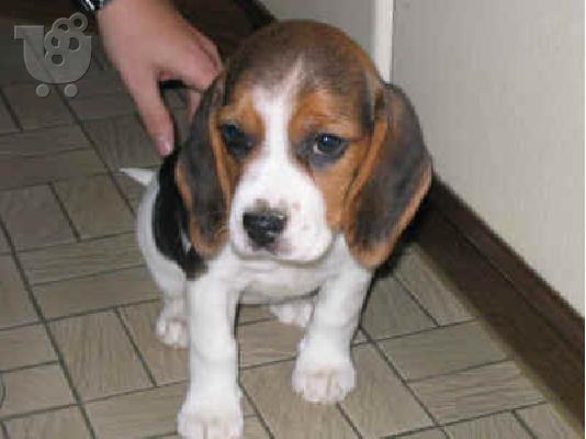 beagle