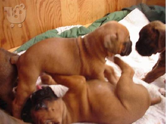 PoulaTo: boxer
