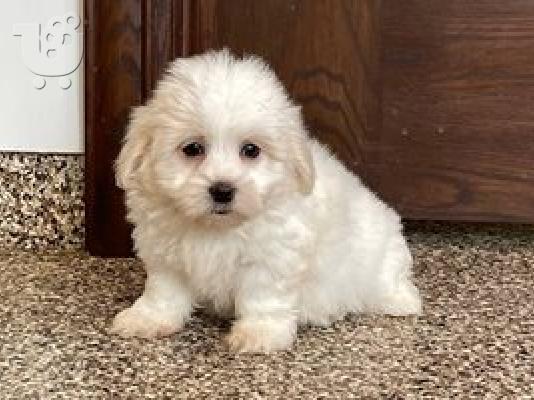 PoulaTo: Coton De Tulears