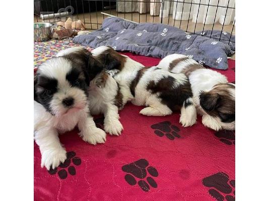 PoulaTo: Όμορφα κουτάβια Shih Tzu για καλό σπίτι