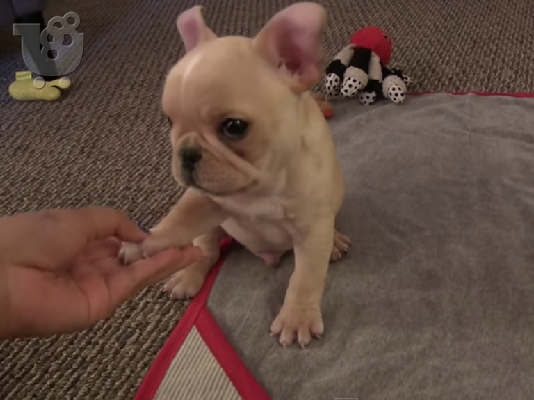 PoulaTo: French bulldog γαλλικο μπουλντογ