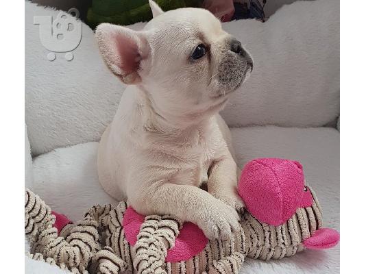 PoulaTo: French Bulldog