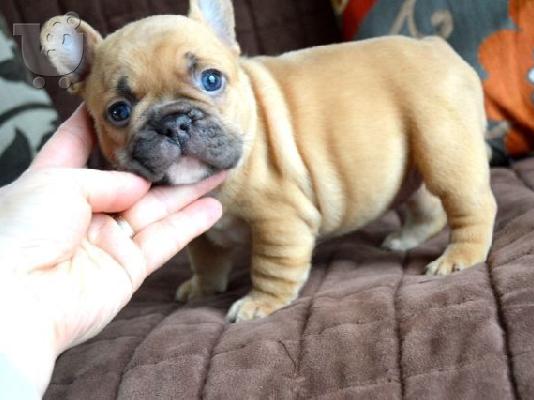PoulaTo: γαλλικό μπουλντόγκ / French bulldog