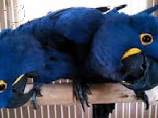 Υγιείς άνδρες και γυναίκες Υάκινθος Macaw διαθέσιμο...