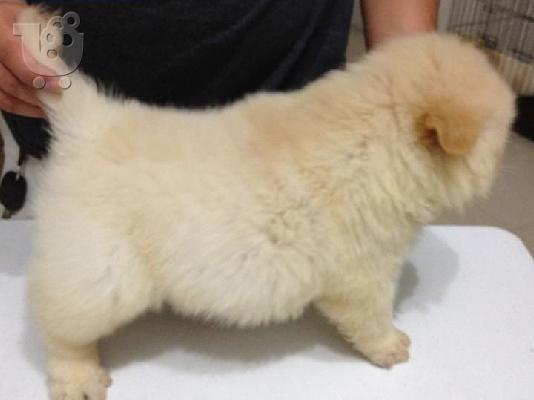 PoulaTo: Chow chow κουτάβια
