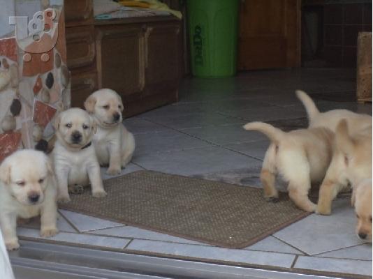 PoulaTo: καθαρόαιμο κουτάβι Labrador retriever