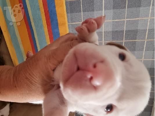 PoulaTo: Όμορφα κουτάβια Pitbull !!