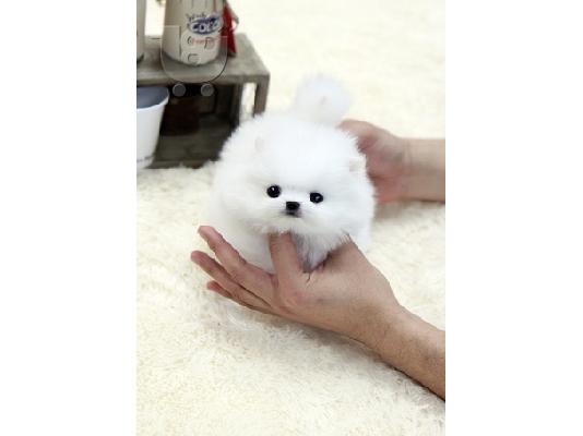 PoulaTo: ΠΟΜΕΡΆΝΙΑΝ  κουτάβια /  pomeranian