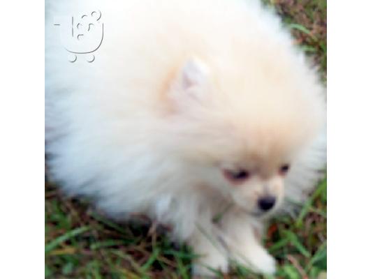 Γυναίκα AKC Pomeranian κουτάβι