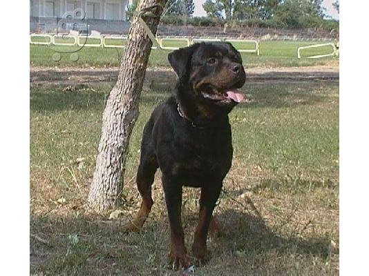 ΠΩΛΕΙΤΑΙ ROTTWEILER Ροτβάιλερ