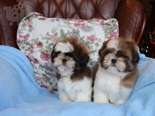PoulaTo: Shih Tzu κουτάβι Ψάχνετε για ένα νέο σπίτι