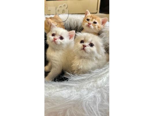 Scottish kittens