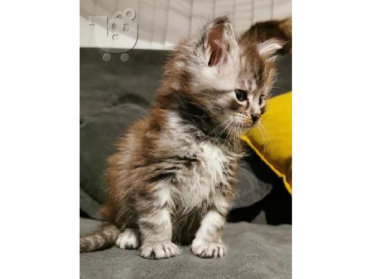 Το Maine coon Kitten Gccf είναι εγγεγραμμένο