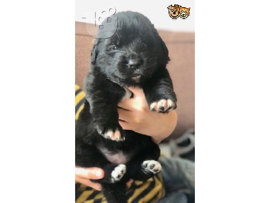 Ποιότητα κουτάβια Newfoundland
