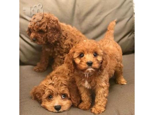 PoulaTo: Κουτάβια Cavapoo