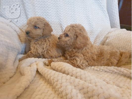 Βερίκοκο poodle κουτάβια