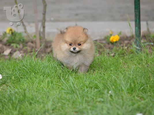 Pomeranian Spitz όμορφα κουτάβια