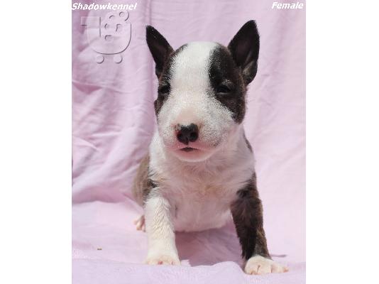 Κουτάβια Mini Bull Terrier