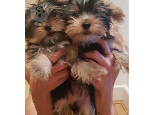Yorkie κουτάβια για υιοθεσία.