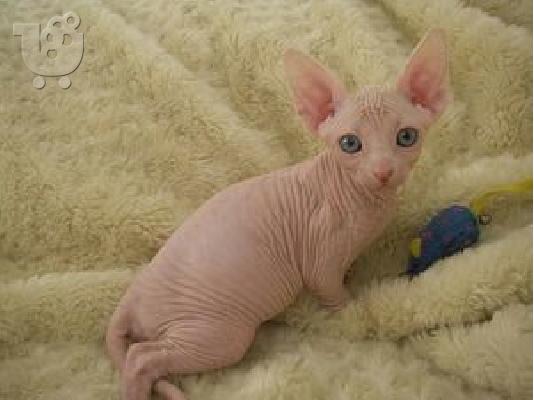 PoulaTo: Άνδρες και γυναίκες (Sphynx) Γατάκια