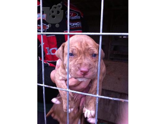 pitbull rednose