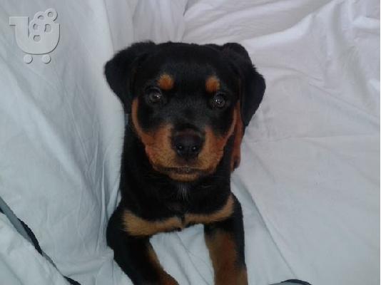 PoulaTo: Rottweiler